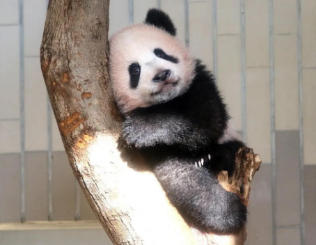 大熊猫香香返华掀送别潮 一文看中日50年熊猫外交