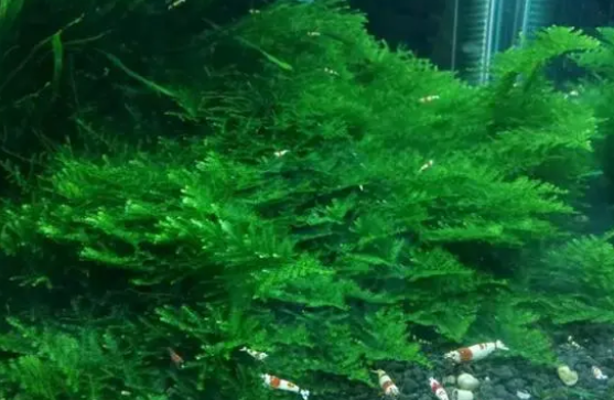 饲养观赏鱼养这5种水草，错不了
