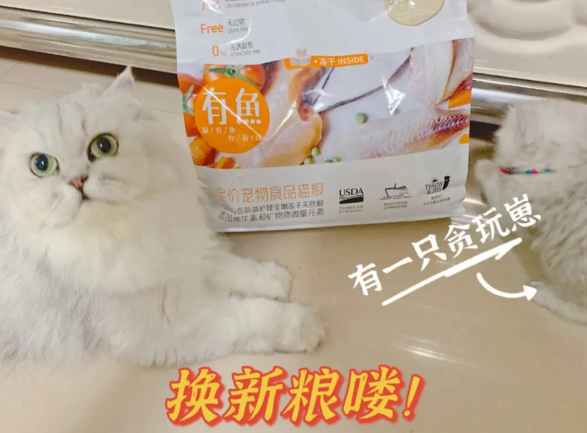 布偶喂那个猫粮比较好