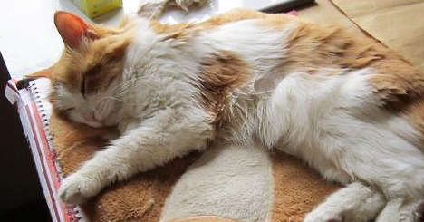 猫不吃东西没精神暴瘦,可能是生病了 猫不吃东西没精神暴瘦,可能是生病了