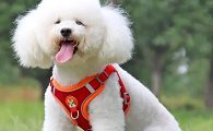 怎么给狗带背带牵引绳