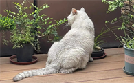 猫一般吃什么零食