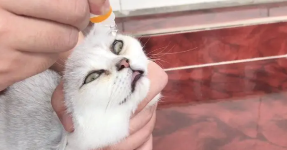 猫咪眼药水多少钱 猫咪眼药水多少钱