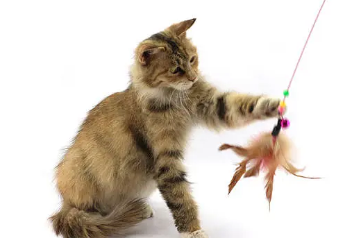 猫咪需要买什么玩具 猫咪需要买什么玩具