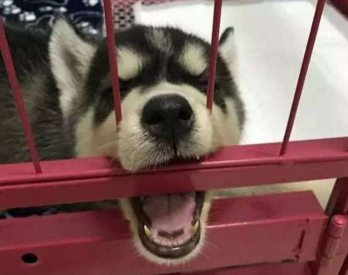 狗狗咬笼子是什么原因 狗狗咬笼子是什么原因