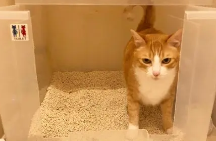 猫砂多少时间换一次 猫砂多少时间换一次