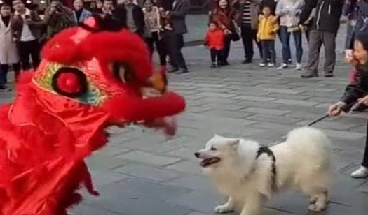 萨摩耶看到舞狮队，忍不住过两招，网友：“真不愧是三傻之一”