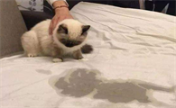 猫对着人滋尿的原因是这个！