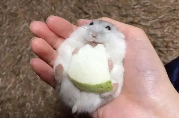 仓鼠的食物有哪些 仓鼠的食物有哪些