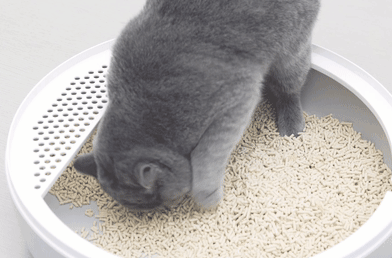10公斤的猫砂能用多久 10公斤的猫砂能用多久