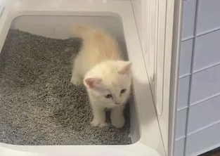 猫砂啥时候换
