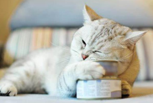 宠物猫消化不好怎么办
