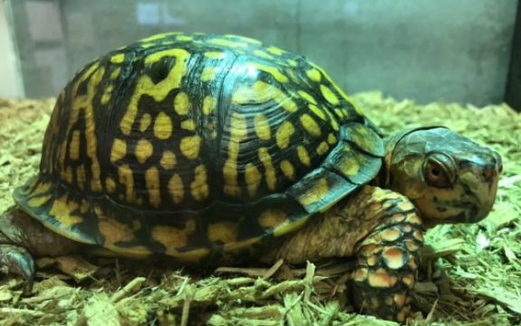 怎么饲养佛罗里达箱龟?方法在这! 怎么饲养佛罗里达箱龟?方法在这!