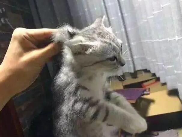 不知道成年猫还能不能抓后颈皮？看这里！