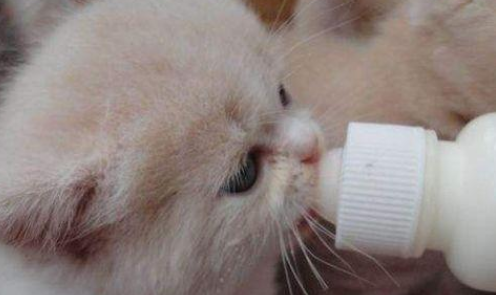 小猫吃什么奶粉 小猫吃什么奶粉