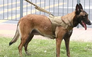 马犬牵引绳怎么套