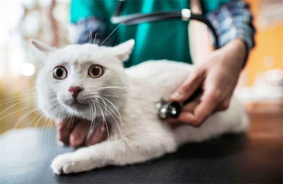 猫感冒了吃什么药?猫感冒症状?猫感冒了怎么办? 猫感冒了吃什么药?猫感冒症状?猫感冒了怎么办?