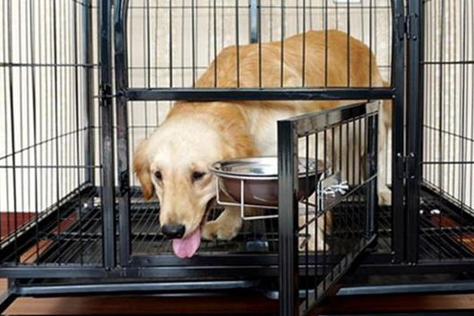 训练狗狗在笼子里小便 训练狗狗在笼子里小便