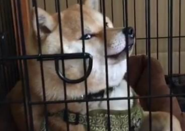 大型狗笼多少钱一个 大型狗笼多少钱一个