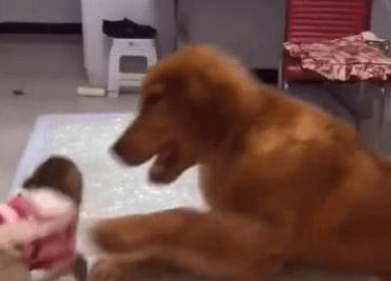 主人带了一只小猴子回家,家里的金毛看到之后的反应让人哭笑不得 主人带了一只小猴子回家,家里的金毛看到之后的反应让人哭笑不得