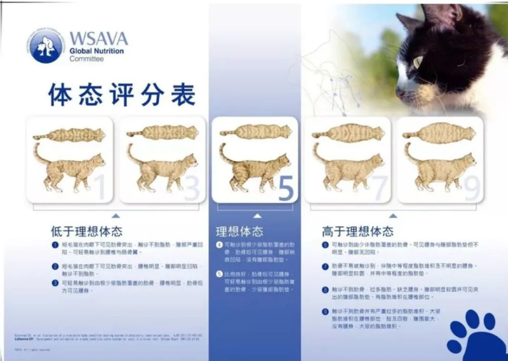 猫咪需要吃营养膏吗?怎么吃才对? 猫咪需要吃营养膏吗?怎么吃才对?