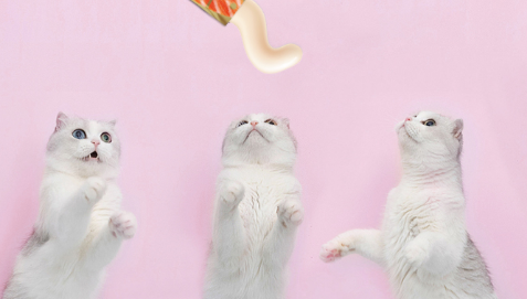 宠物零食猫条一次吃多少