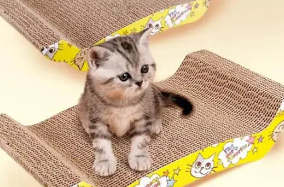 猫抓板有必要买吗?什么样的猫抓板适合猫咪,大小有要求吗? 猫抓板有必要买吗?什么样的猫抓板适合猫咪,大小有要求吗?