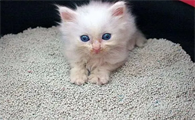 猫物｜猫砂用完了怎么办？铲屎官脑洞大开的自制猫砂，看看你家用过几个