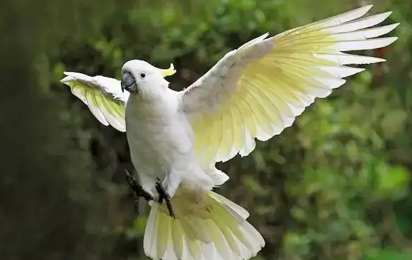 今日科普：葵花凤头鹦鹉多少钱一只？