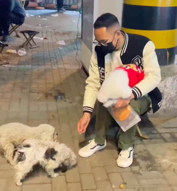 已养2只狗的夫妻再遇流浪狗,说:想给它们幸福的家 已养2只狗的夫妻再遇流浪狗,说:想给它们幸福的家