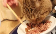 猫罐头怎么制作