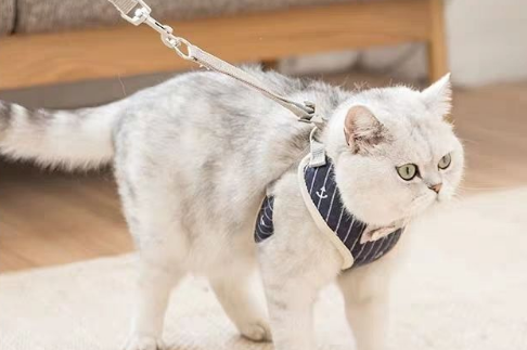 猫咪要牵引绳吗