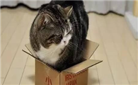 猫猫喜欢什么玩具