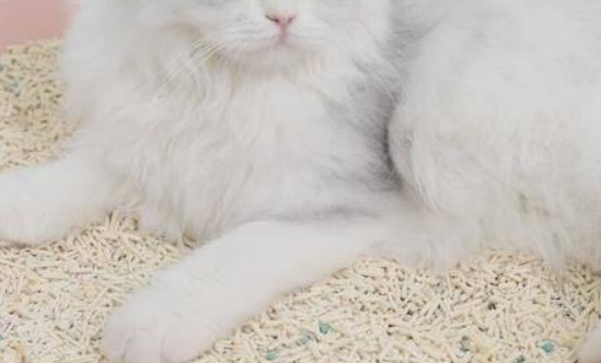 买什么样的猫砂