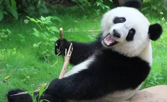 大熊猫吃什么