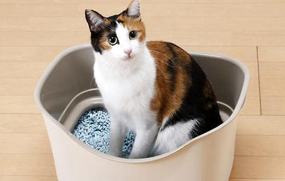 猫砂应该怎么用 猫砂应该怎么用