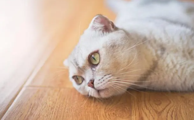 猫条没营养不能喂？猫条不是毒药，而且对猫来说好处不少