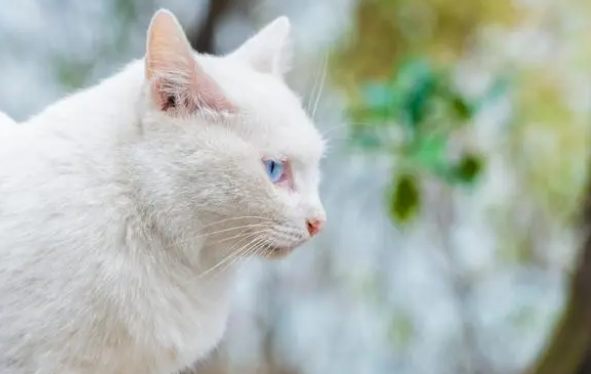 给猫喂罐头可以,但这些注意事项要注意 给猫喂罐头可以,但这些注意事项要注意