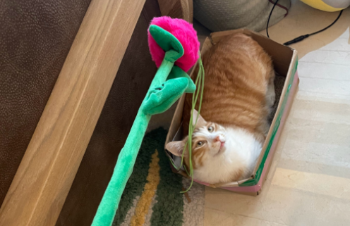 猫咪玩具有哪些