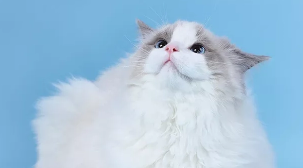比较适合布偶的猫粮