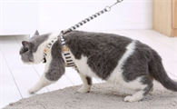 猫咪牵引绳多长合适