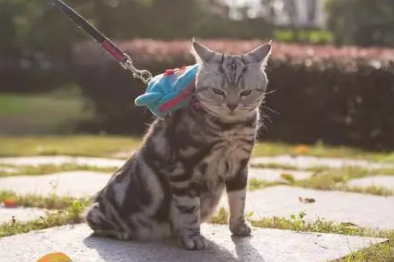 猫咪牵引绳怎么带 猫咪牵引绳怎么带