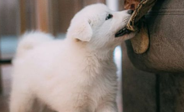 想要一只小可爱,靠谱犬舍怎么找? 想要一只小可爱,靠谱犬舍怎么找?