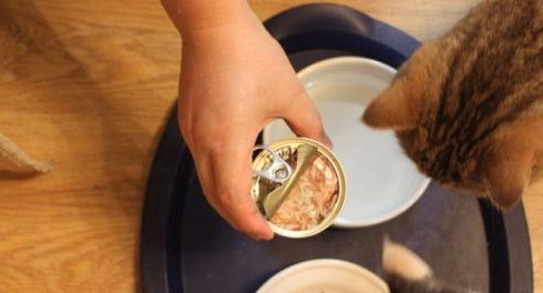 猫咪罐头怎么买