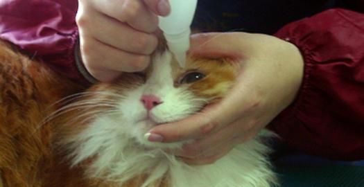 猫咪滴眼液什么牌子好 猫咪滴眼液什么牌子好