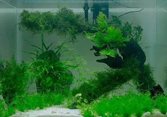 鱼缸改善水质水生植物 鱼缸改善水质水生植物