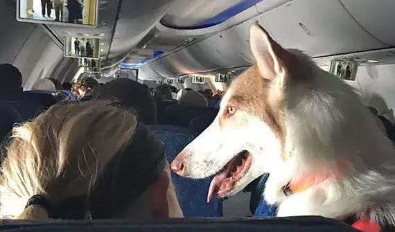 狗狗可不可以空运？主人来看看吧