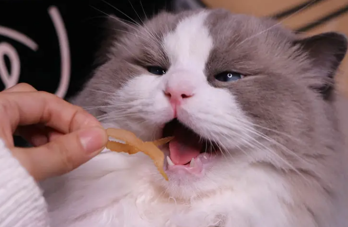 猫零食哪种好