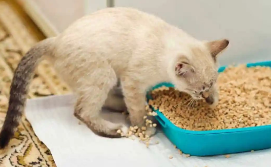 小猫会自己用猫砂吗?新手养猫人有必要了解一下 小猫会自己用猫砂吗?新手养猫人有必要了解一下