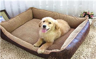 狗窝消毒用什么好